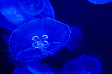 Moon jellyfish in a dark aquarium
