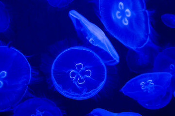 Moon jellyfish in a dark aquarium