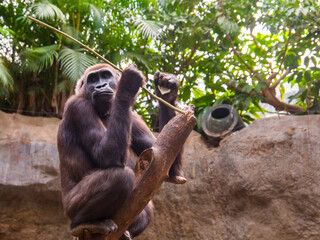 Western lowland gorilla is playing with a branch