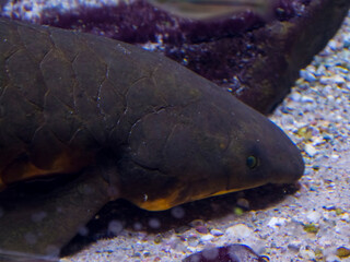 Australian lungfish in a zoo aquarium