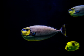 Bignose unicornfish in a big tank of an aquarium in a zoo