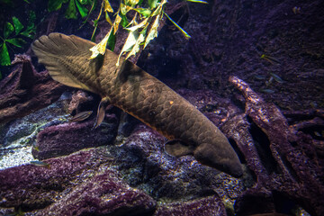 Australian lungfish in a zoo aquarium