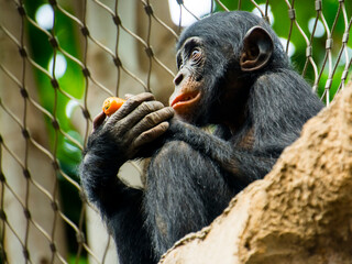 Bonobo, a chimpanzee species in a zoo