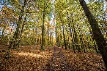 Fototapeta premium Walking the autumn forest path, youre surrounded by stunning colorful trees and vibrant foliage