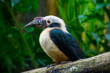 Visayan hornbill is sitting on a branch