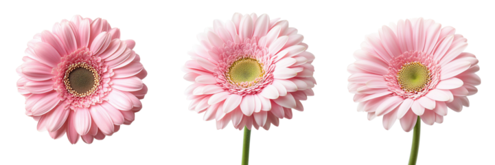 Set of A stunning pink gerbera flower with a slight tilt on transparent background. Ai generated