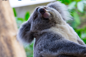 Australian Koala bear in a zoo