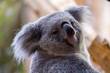 Australian Koala bear in a zoo