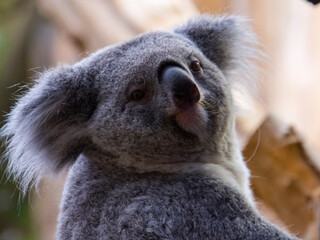 Australian Koala bear in a zoo