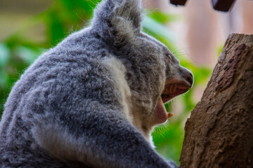Australian Koala bear in a zoo