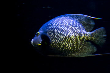 French angelfish in a dark aquarium