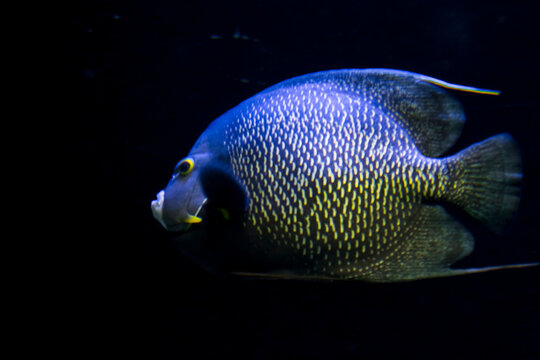 French angelfish in a dark aquarium