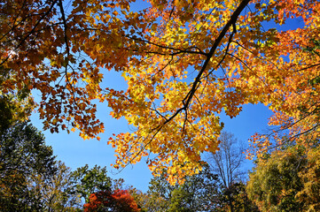 Yellow and orange autumn leaves against blue sky