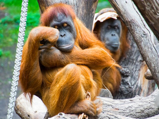 Sumatran orangutan in a zoo - Powered by Adobe