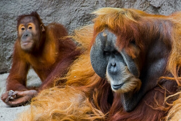 Sumatran orangutan in a zoo © belizar