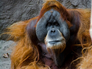 Sumatran orangutan in a zoo © belizar