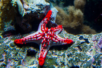 Red knob sea star in an aquarium