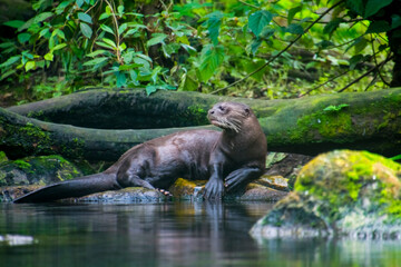 South American giant river otter at the water