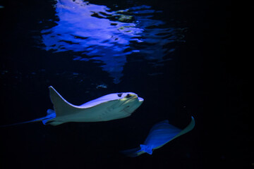 Oman cownose ray in an aquarium