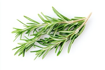 Top view of aromatic green rosemary on white background