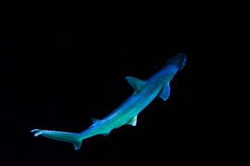 Bonnethead shark in a zoo aquarium