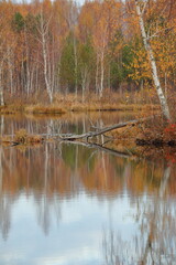 autumn trees reflected in water