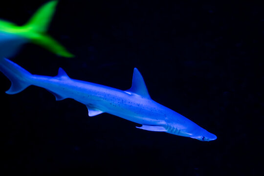 Bonnethead shark in a zoo aquarium
