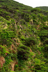 Fototapeta premium A rugged hillside on the Azores, Portugal, covered with dense, twisted trees and vibrant green vegetation. The steep slope and natural growth create a dramatic, untamed landscape.
