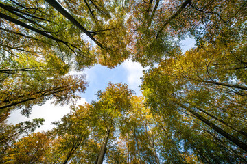 Enjoy the Captivating Canopy View from the Forest Floor and revel in natures beauty