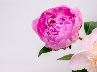 large pink peony flower on a light-colored background. copy space