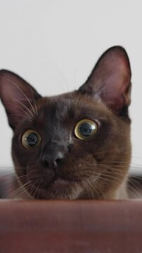 Face of a pretty brown cat at home. Lovely domestic pet sitting on sofa and looking on camera. Portrait of adorable burmese kitten with large eyes. Vertical video