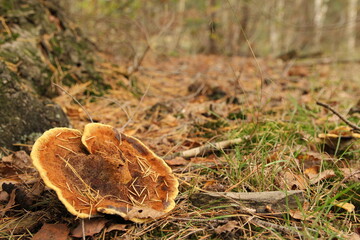 a beautiful velvet top fungus with a yellow edge closeup at the soil of a coniferous forest in autumn