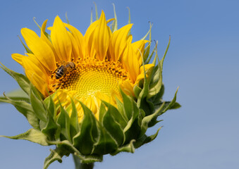 Close-up of the bud of a sunflower that has just opened. The blue sky in the background. A bee searches for pollen and food.