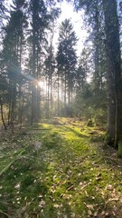 Obraz premium Path to the wood #5