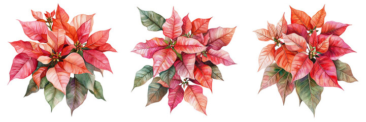 Fototapeta premium Set of Holiday-inspired red watercolor poinsettia branch with lush leaves, painted in detailed shades on transparent background. Ai generated