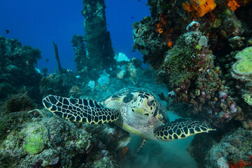 Hawksbill sea turtle in Caribbean sea