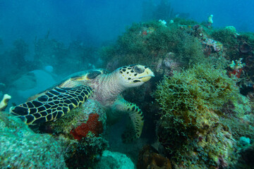 Hawksbill sea turtle in Caribbean sea