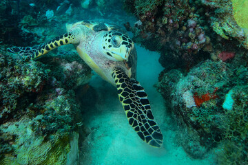Hawksbill sea turtle in Caribbean sea