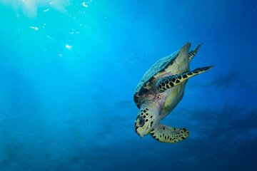 Hawksbill sea turtle in Caribbean sea