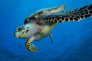 Hawksbill sea turtle in Caribbean sea