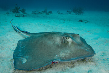 Southern stingray in Caribbean sea