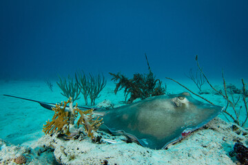 Southern stingray in Caribbean sea