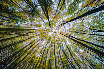 Enjoy the Captivating Canopy View from the Forest Floor and revel in natures beauty