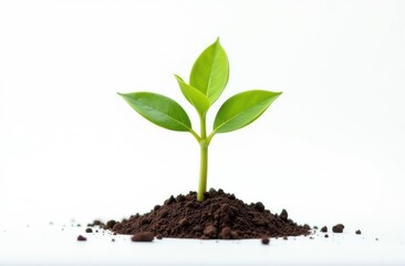 sprout on white background