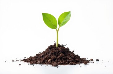 sprout on white background