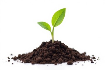 sprout on white background