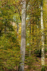 A Serene Autumn Forest Filled with Beautiful, Vibrant Colorful Foliage All Around You