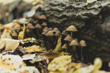 Detail of Coprinellus disseminatus commonly known as the fairy inkcap