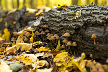 Detail of Coprinellus disseminatus commonly known as the fairy inkcap