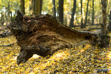 Fallen trees in a forest during sunny day in autumn season